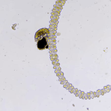 THIS IS A TARDIGRADE APPRECIATION POST 