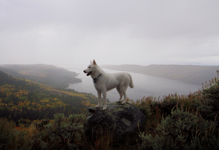 hotdiggitydog-blog:  kateoplis:  My life as a dog, John &amp; Wolf | Tumblr