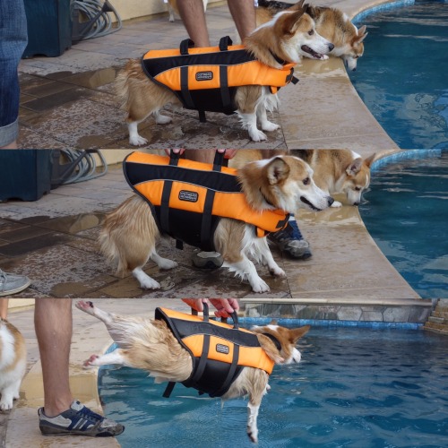 Corgi overboard!