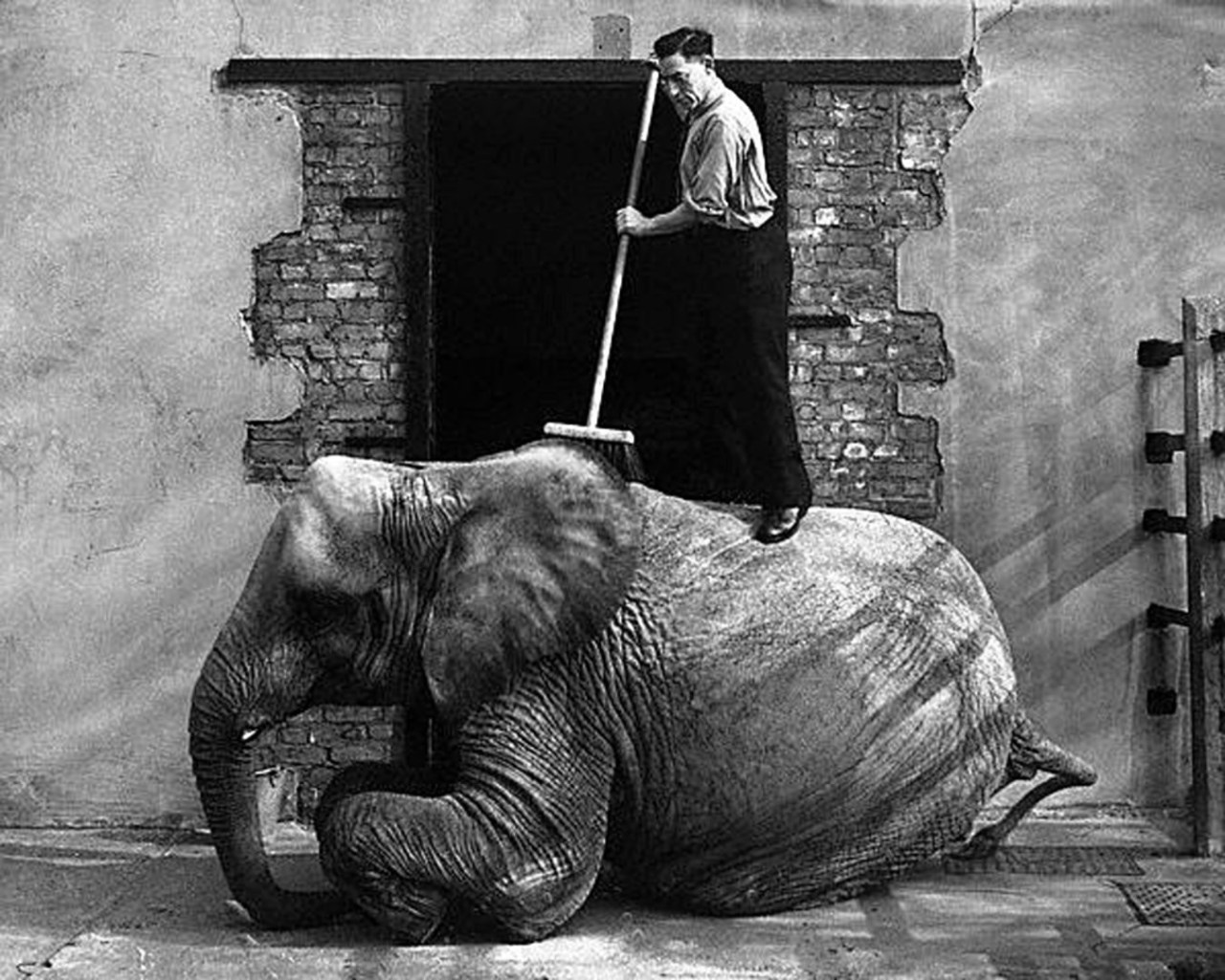 A keeper stands on an African elephant&rsquo;s back as he sweeps it with a broom,
