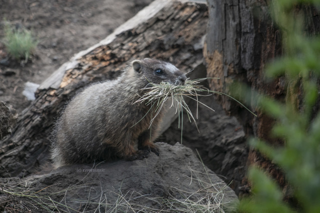 The grass has cured and is ready to be placed inside the den. Shoshone National Forest, Wyoming: (c) riverwindphotography, June,...