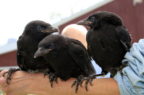 iheartcrows:Baby crows by Pete Swiatowy