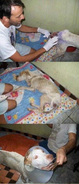 rosettakat:  thatgirlcanlift:  wreckedxteen:  canna-bish:  Thank you so fucking much.  im in teaaars  I will never not reblog this because this guy right here is the best example you could ever have for how to care for an animal in need.  Props to this