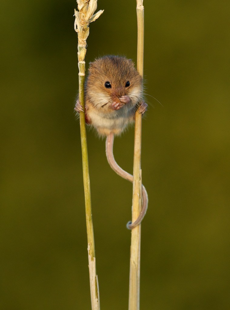  this is a harvest mouse appreciation post 