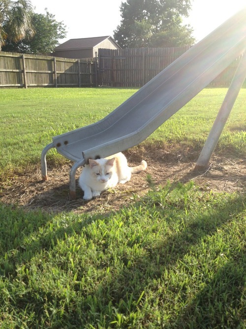 getoutoftherecat:  that’s not how you get on a slide cat.  