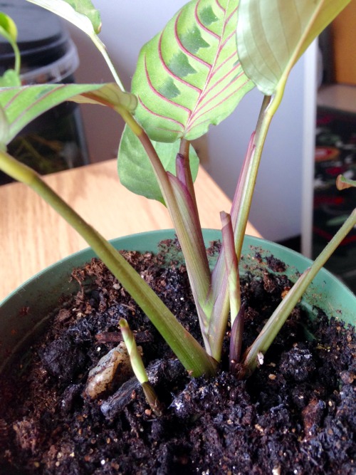 Today I look at my prayer plant and notice three new leaves growing! Can’t wait until they unf