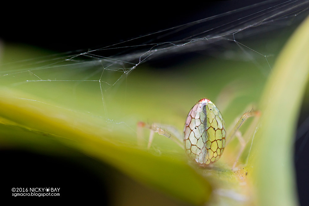 itscolossal:  Photographer Nicky Bay Documents Mirror Spiders Adjusting their Silver