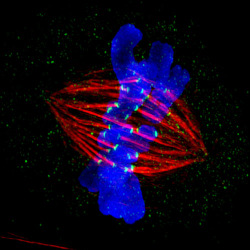 txchnologist:  by Txchnologist Staff Like a thief in the night, the malaria parasite did its quick work and vanished inside a blood cell. But someone else was watching. Read More 