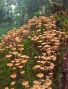 fawnscottage: