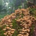 fawnscottage: