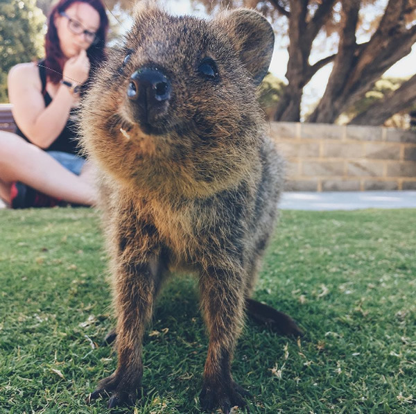 wtbw:  (via It’s Impossible to be Grumpy After You See These Quokka Pics - Neatorama)