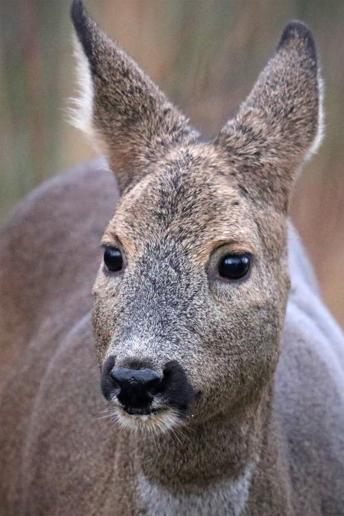 The chubby and charming face of a Roe deer/rådjur prepared for a long winter season. By springtime h