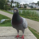 stevethepigeongod - Pigeon