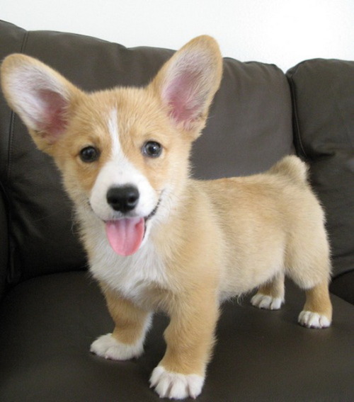 Who doesn’t love a Corgi 