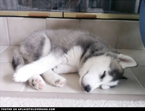 aplacetolovedogs:  Baby Husky Proximo when he was a little puppy sleeping in his