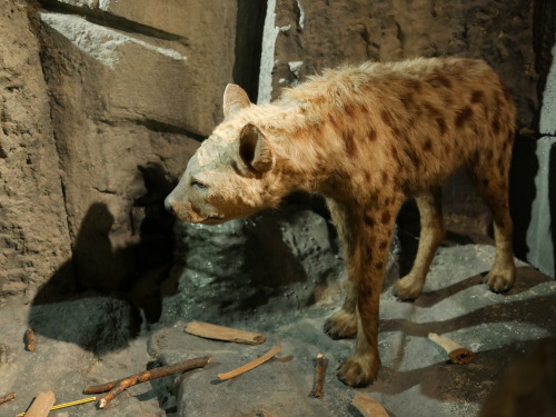 European Ice Age Fauna Reconstructions from the National Museum, Cardiff, 28.10.16. Pictured are Woo