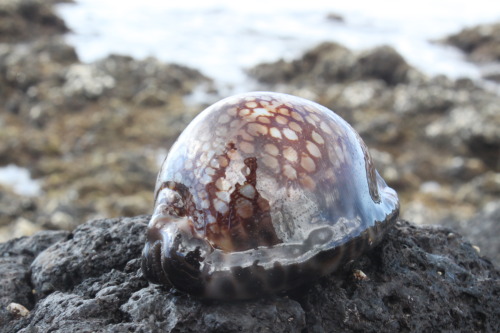 biggest cowry shell I’ve ever seen, and it was still alive!…