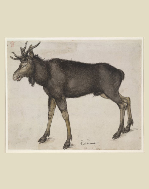 Albrecht Dürer, Elk, 1501-1504. Drawing, pen and ink. Nuremberg, Germany. © The Trustees of the Brit