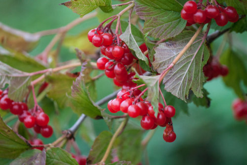 More Autumn Redcurrants by esther-rose-mouse