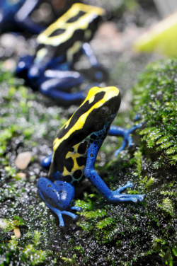 magicalnaturetour:  Colorful and leaping