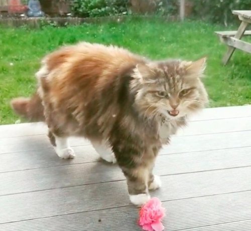 catsbeaversandducks:Cat Brings Flowers From Her Garden As A Gift To Neighbours Every Day Moving into