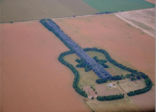 Guitarra de árboles en La Pampa. En tu cara, Nazca (?)