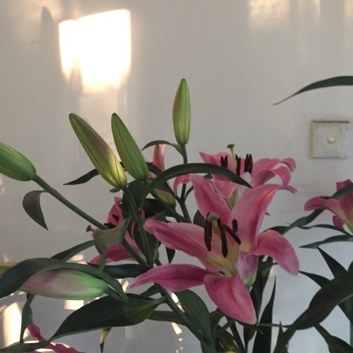 shirleys89:Beautiful Lilly for Chinese New Year !