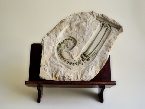 Evolution Of Type (exhibits 22-26) Byandreas Scheiger(+)