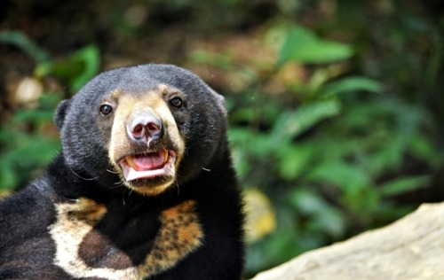 r0ckpools:Sun bears are too good for us.
