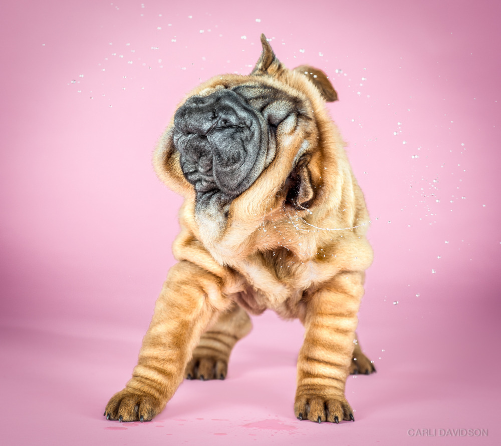 bryankonietzko:  itscolossal:  Wacky High-Speed Portraits of Puppies Caught Mid-Shake