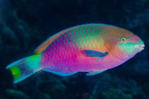 Parrotfish Are A Group Of Fish Species Traditionally Regarded As A Family (Scaridae), But Now Often Treated
