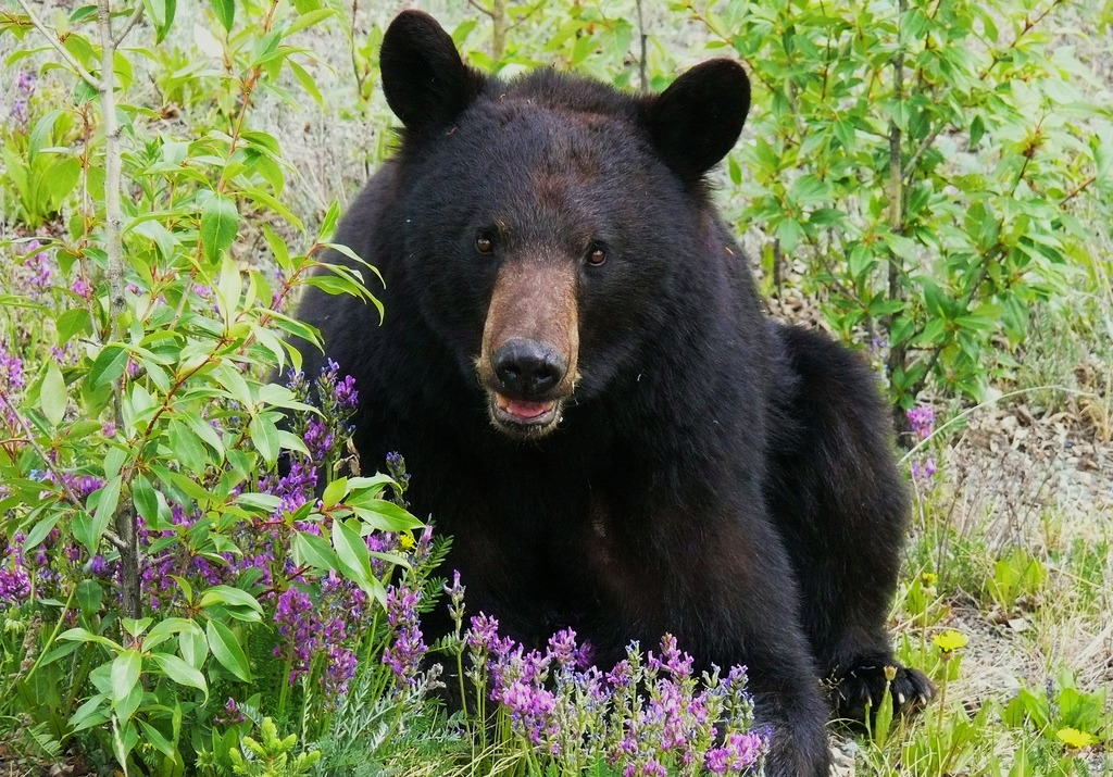 fuck-yeah-bears:  A Bear and his Flowers by David Cartier, Sr.