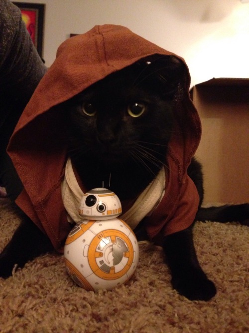 misswendybird: This is my cat, Mr. Jarvis. The other night we discovered that Build-a-Bear clothes a