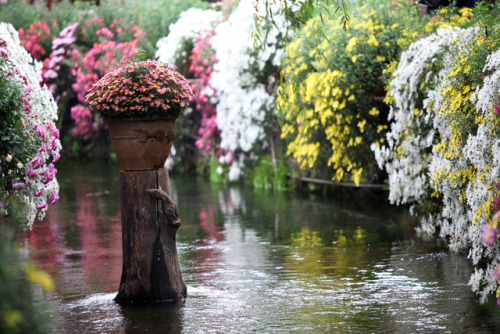 floralls:Autumn at Lijiang old town, China byNgoc Hung