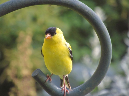 Male goldfinch. Most birds don’t pay any attention to the hummingbird feeder but goldfinches seem to