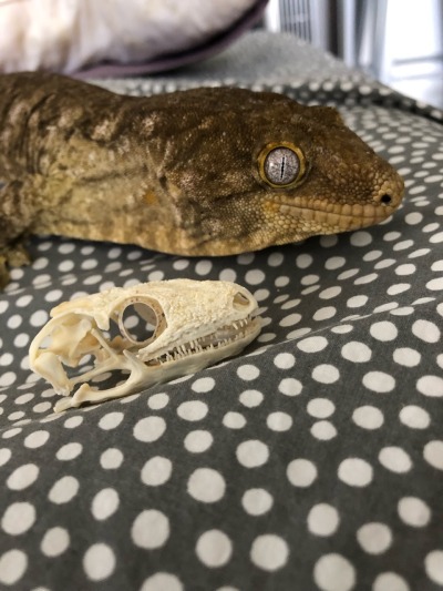 mother-entropy:submalevolentgrace:kaijutegu:Ever wonder what goes on inside the world’s largest gecko’s head? Wonder no more! This handsome model is Eustace (owned by @kittje), and with him is the skull of a New Caledonia giant gecko, aka the leachie