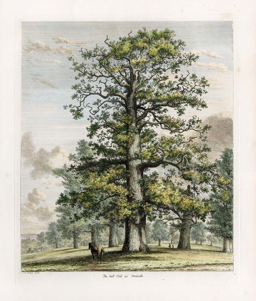 theladyintweed: The Tall Oak at Fredville By Jacob George Strutt, 1826 For sale at Panteek
