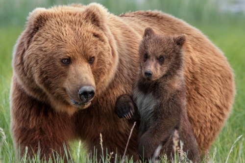 disney:
“It’s time to meet the cubs. Disneynature’s Bears is now playing in theaters.
”