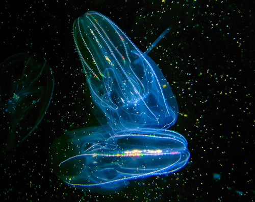 Living lights at Tokyo Bay. Comb jellies.  Bolinopsis mikado