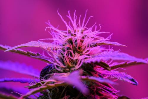 cannabisanalysis:  ☮☮☮ 