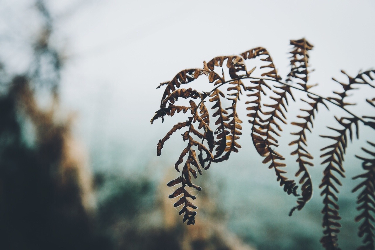 dpcphotography:Details