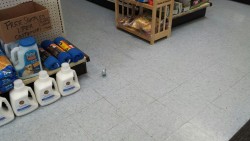 somanyrabbits:  scalestails:  It is I (Walked into work this morning to see this early shopper.)  budgies are fucking tiny i swear to god 