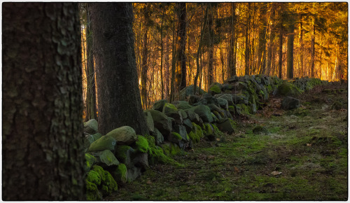 itsallaboutdreams:Fire in the forest by Jan Egil Sandstad