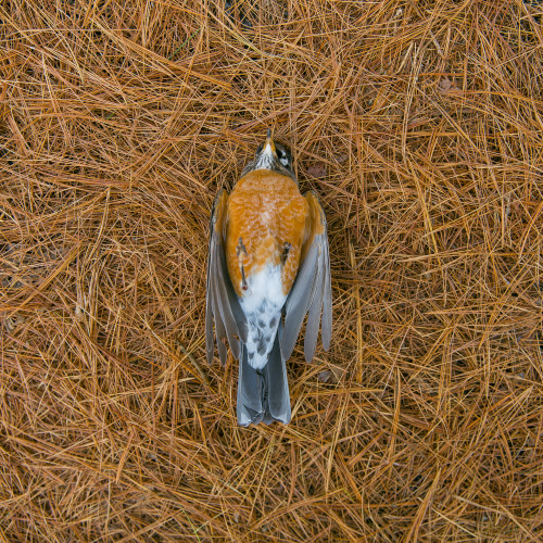 fallen robin.  rest in peace. blue ridge mountains, virginia. november 2015