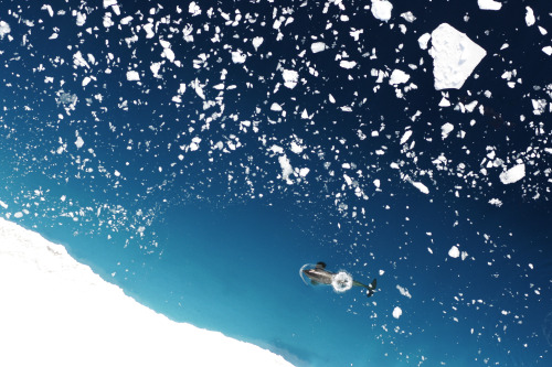 A killer whale swimming amid floating ice in the Ross Sea(Antarctica).The melting and freezing of se