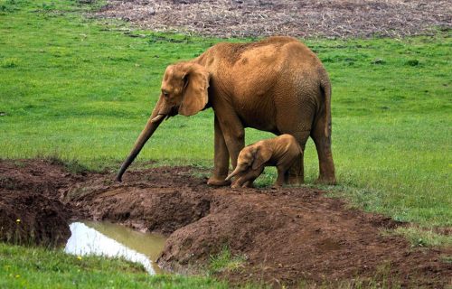 deepsoulfury: WILDLIFEELEPHANTS I love you elephants :’(