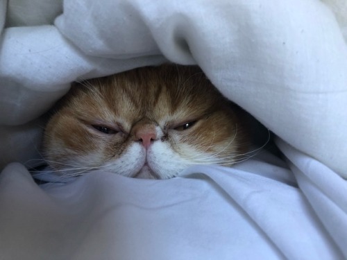 adventuresofpeanut:lil peeper