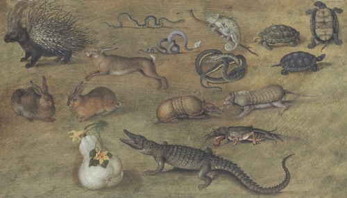 Studies of a gourd and various animals - after Joris Hoefnagel - c.1540-1600 - via Christie’s