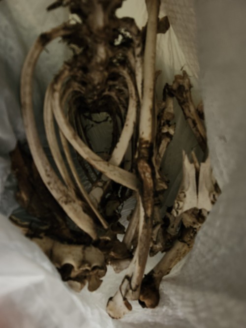 Bones