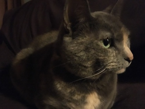 cryptid-wendigo:This is my favorite loaf.